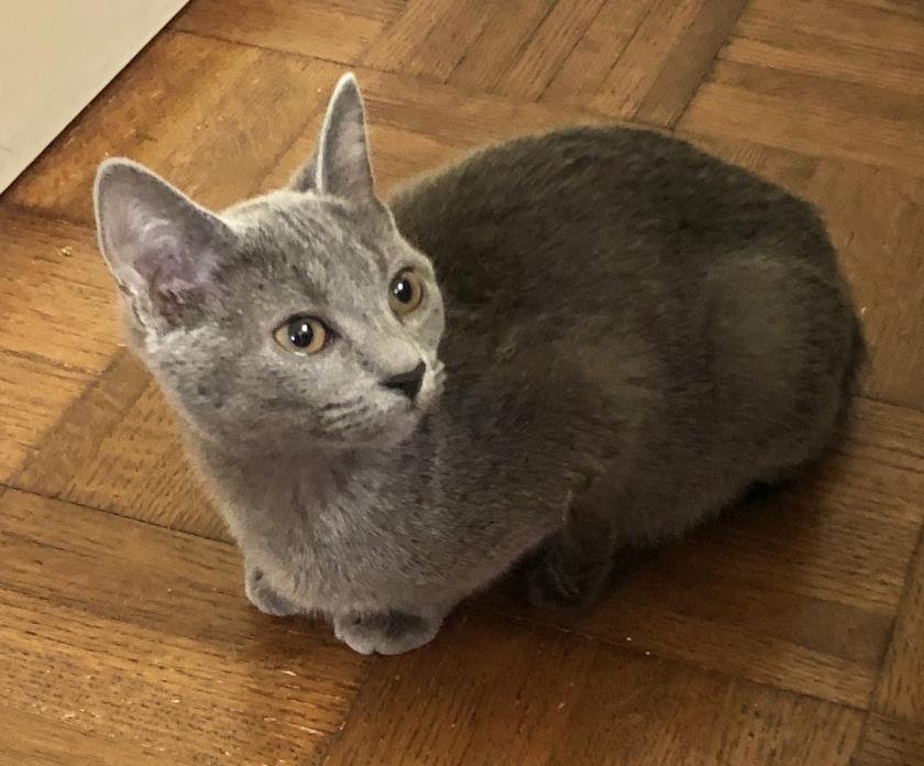 Adopt Mr.Ping a Russian Blue