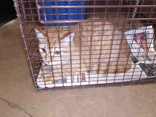 Adopt FITZ a Orange or Red Tabby Domestic Shorthair / Mixed (short coat) cat in