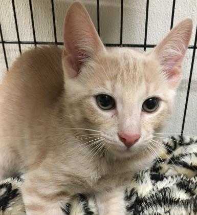 Adopt Alejandro a Cream or Ivory Domestic Shorthair / Domestic Shorthair / Mixed