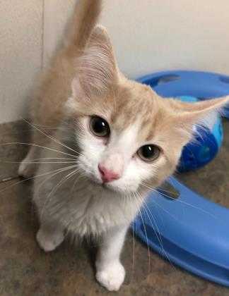 Adopt Sofia a Cream or Ivory Domestic Shorthair / Domestic Shorthair / Mixed cat