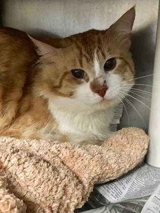 Adopt Tony a Orange or Red Domestic Mediumhair / Domestic Shorthair / Mixed cat