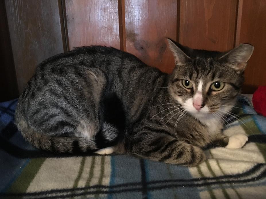 Adopt Helena a Tabby, Domestic Short Hair