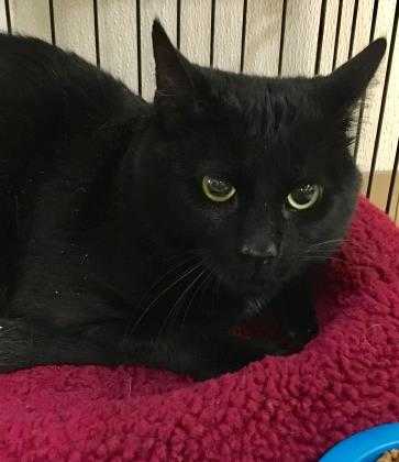 Adopt Blake a All Black Domestic Shorthair / Domestic Shorthair / Mixed cat in