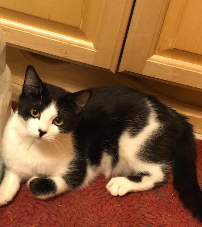 Adopt Sammy a Black & White or Tuxedo Domestic Shorthair (short coat) cat in