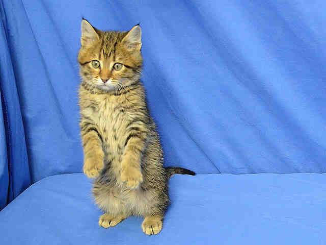 Adopt BENGAL a Brown Tabby Domestic Shorthair / Mixed (short coat) cat in St.