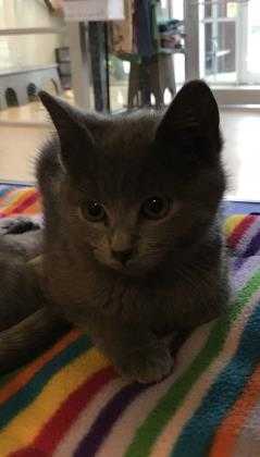 Adopt Cersei a Gray or Blue Domestic Mediumhair / Domestic Shorthair / Mixed cat