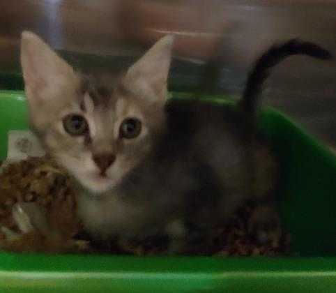 Adopt Brevard a Gray or Blue Domestic Shorthair / Domestic Shorthair / Mixed cat