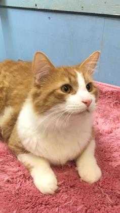 Adopt Morris a Orange or Red Domestic Shorthair / Domestic Shorthair / Mixed cat