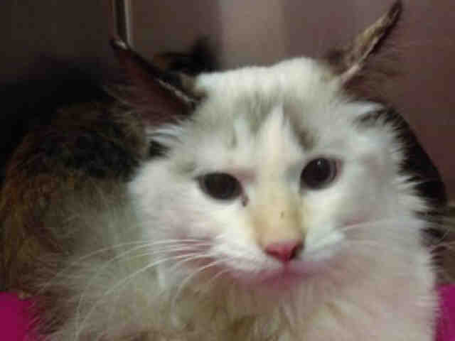 Adopt CINDERELLA a White (Mostly) Munchkin / Mixed (long coat) cat in Missoula