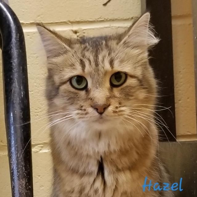 Adopt Hazel a Domestic Mediumhair / Mixed (short coat) cat in Cedar Rapids
