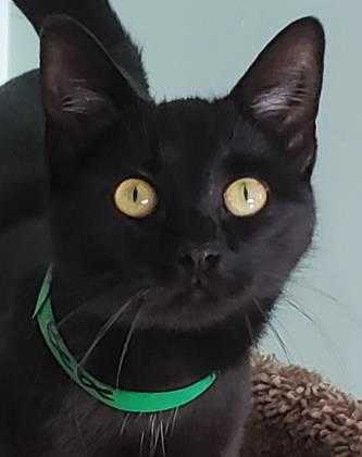 Adopt Bebe a All Black Domestic Shorthair / Mixed cat in Brimfield