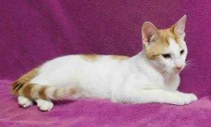 Adopt Bran a Orange or Red Domestic Shorthair / Domestic Shorthair / Mixed cat