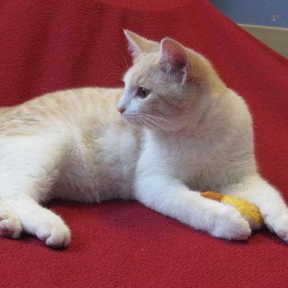 Adopt Fluffy a Tan or Fawn Domestic Shorthair / Domestic Shorthair / Mixed cat