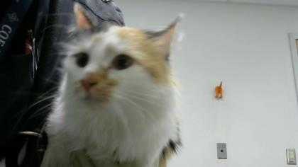 Adopt Ketchup a White Domestic Mediumhair / Domestic Shorthair / Mixed cat in