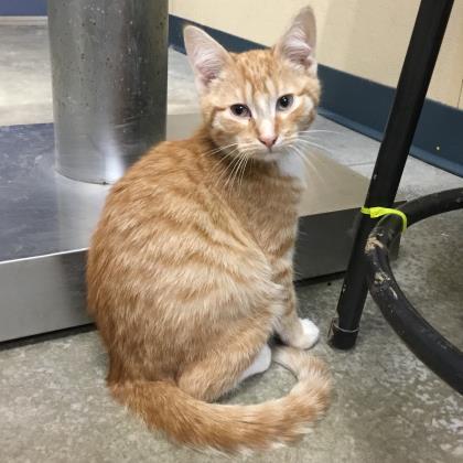 Adopt Thyme a Orange or Red Domestic Shorthair / Domestic Shorthair / Mixed cat