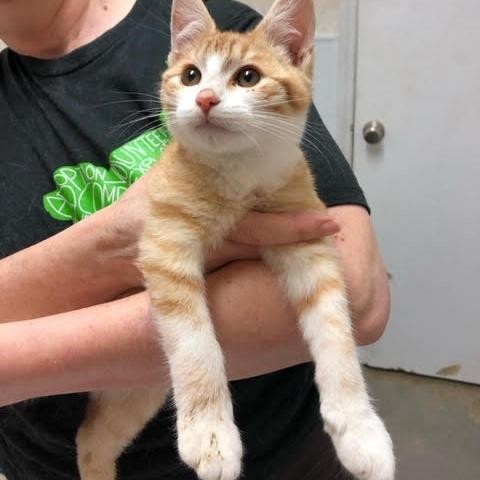 Adopt poppy a Orange or Red Domestic Shorthair cat in San Antonio, TX (24689083)