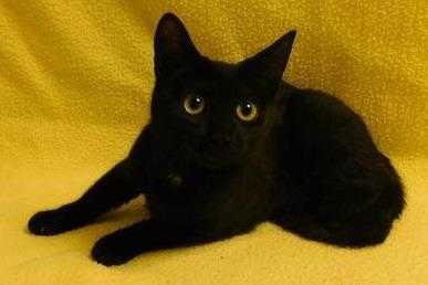 Adopt Pear a All Black Domestic Shorthair / Domestic Shorthair / Mixed cat in