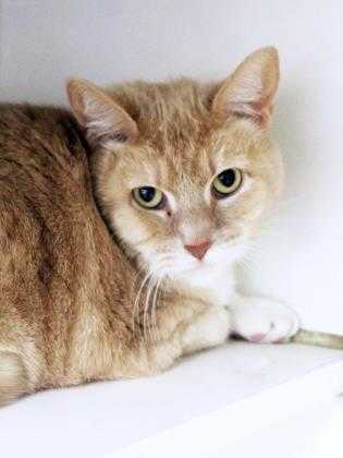 Adopt Sky a Tan or Fawn Domestic Shorthair / Domestic Shorthair / Mixed cat in
