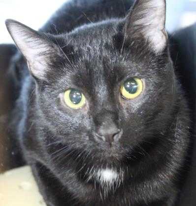 Adopt Diamond a All Black Domestic Shorthair / Domestic Shorthair / Mixed cat in