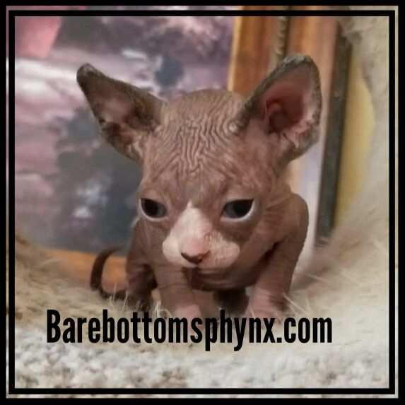 Sphynx Bambino elf dwelf hairless kittens