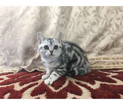 CFA Silver Tabby American Shorthair Kittens
