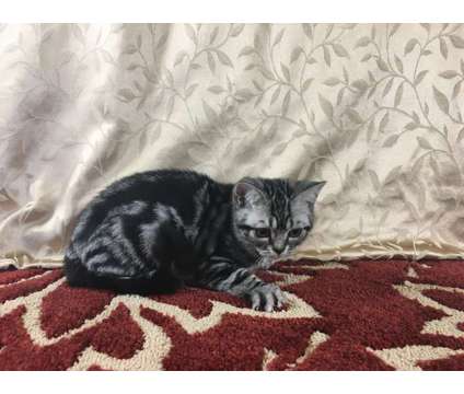 CFA Silver Tabby American Shorthair Kittens