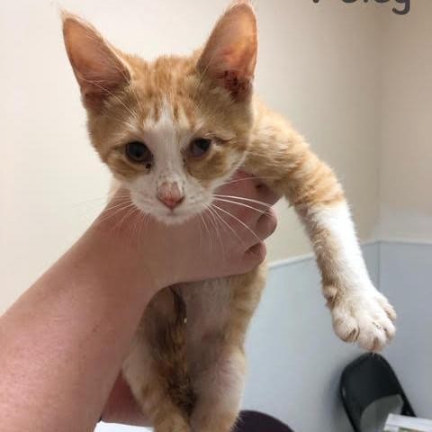 Adopt Petey a Orange or Red Domestic Shorthair cat in San Antonio, TX (24689082)