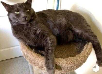 Adopt Bonkers a Gray or Blue Domestic Shorthair / Domestic Shorthair / Mixed cat