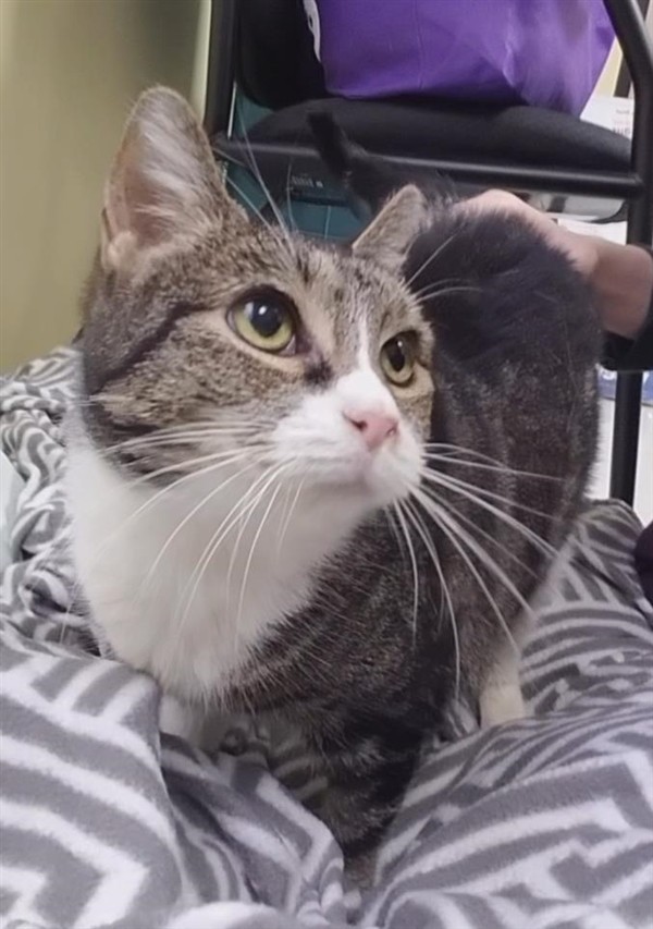 Adopt Trudy a Domestic Shorthair / Mixed (short coat) cat in Dallas
