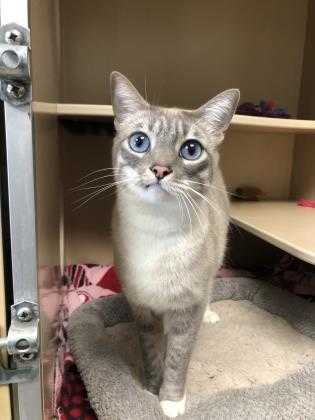 Adopt DEXTER a Gray or Blue Siamese / Domestic Shorthair / Mixed cat in