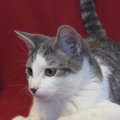 Adopt Kenny a White Domestic Shorthair / Domestic Shorthair / Mixed cat in
