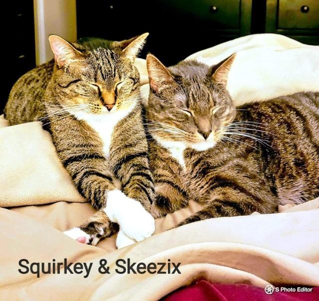 Adopt Skeezix a Domestic Shorthair / Mixed (short coat) cat in Cedar Rapids