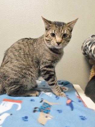 Adopt Archimedes a Tan or Fawn Domestic Shorthair / Domestic Shorthair / Mixed
