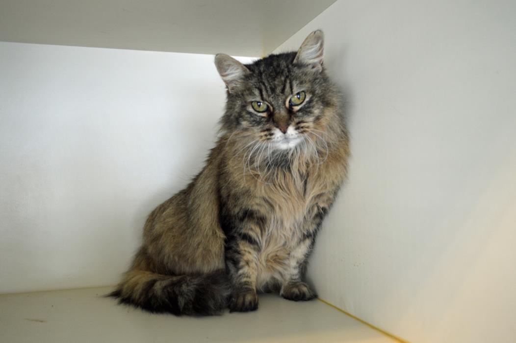 Adopt Disco a Domestic Long Hair