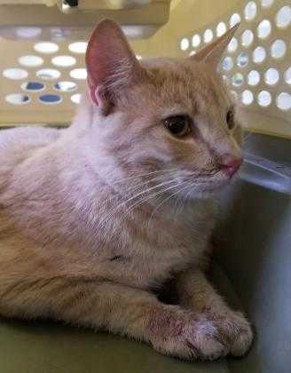 Adopt 37628334 a Orange or Red Domestic Shorthair / Domestic Shorthair / Mixed