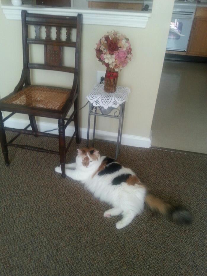 Adopt Lovey a Calico or Dilute Calico Domestic Longhair (long coat) cat in