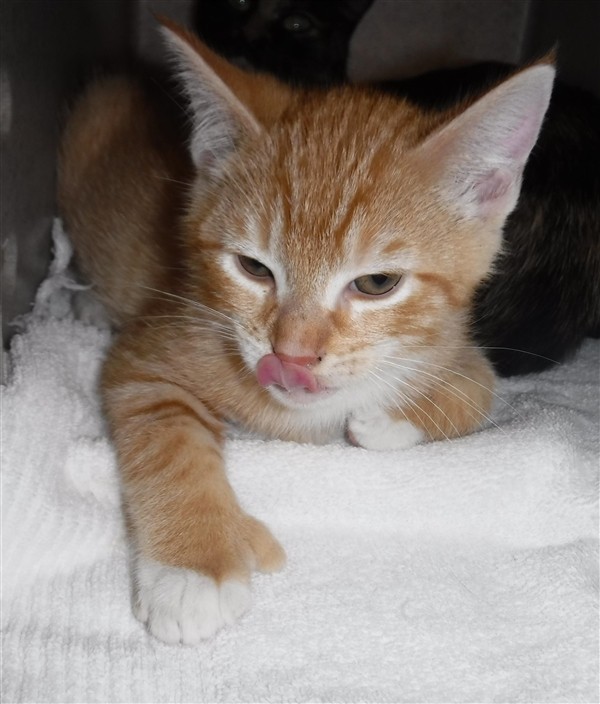 Adopt Wilbur a Domestic Shorthair / Mixed cat in Silverdale, WA (20577541)