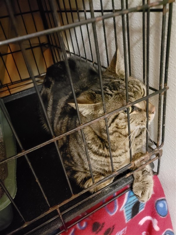 Adopt Martin a Domestic Shorthair / Mixed cat in Lake Jackson, TX (24629060)