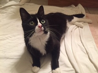 Adopt Emmy a Black & White or Tuxedo Domestic Shorthair / Mixed cat in St.