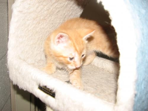 Adopt Woodrow (Baby Boy) a Orange or Red Domestic Shorthair / Mixed (short coat)
