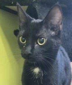 Adopt Jelly a Domestic Short Hair