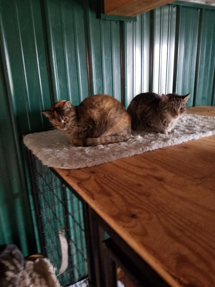 Adopt Decland & Dori a Domestic Short Hair