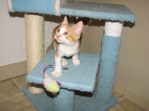 Adopt Wyley (Baby Boy) a Orange or Red (Mostly) Domestic Shorthair / Mixed