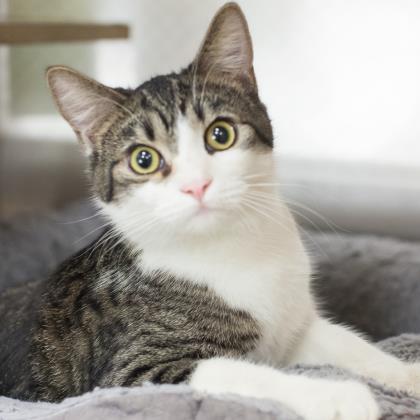 Adopt Chipper a Domestic Short Hair