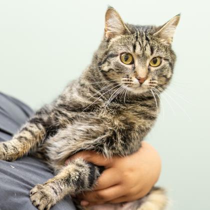 Adopt Leia a Domestic Short Hair