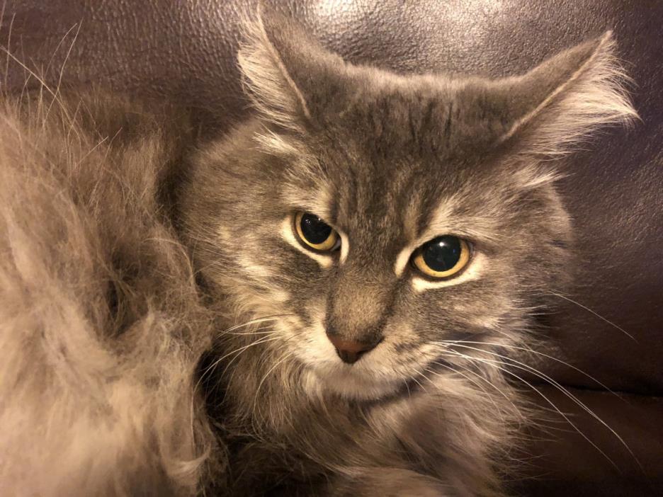 Adopt Sinco a Gray or Blue Domestic Longhair / Mixed cat in Chandler