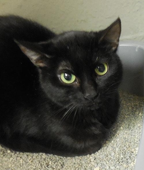 Adopt Baby a All Black Domestic Shorthair / Mixed (short coat) cat in Tulsa