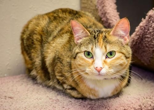 Adopt Annie a Calico or Dilute Calico Domestic Shorthair / Mixed (short coat)