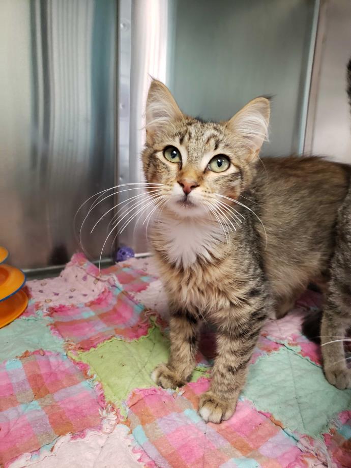 Adopt Daniel a Brown Tabby Domestic Mediumhair (medium coat) cat in Umatilla