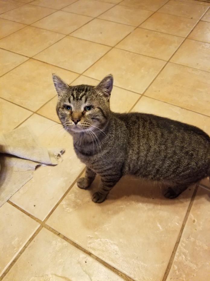 Adopt Keechee a Domestic Short Hair